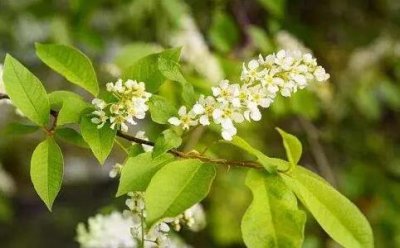  樸樹開什么顏色的花，樸樹開花結果圖片